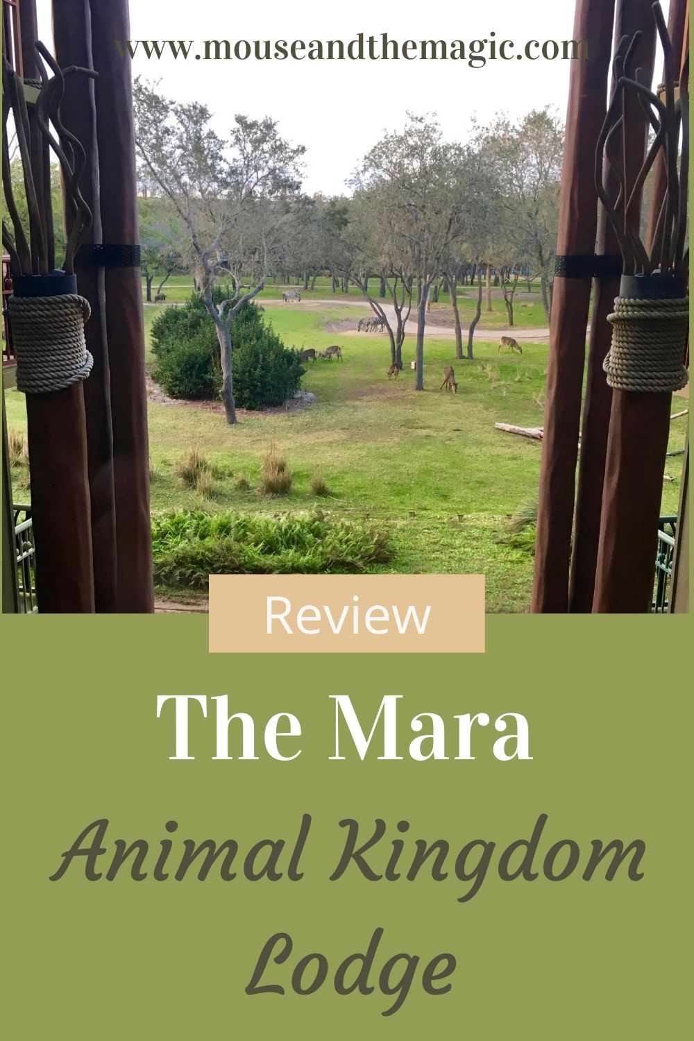The Mara at Animal Kingdom Lodge - Review